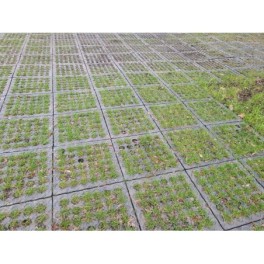 Plaque de roulage temporaire 0.48 m - 40 t